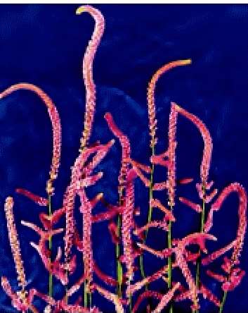 STATICE SUWOROWII GR.25 - Foto 2